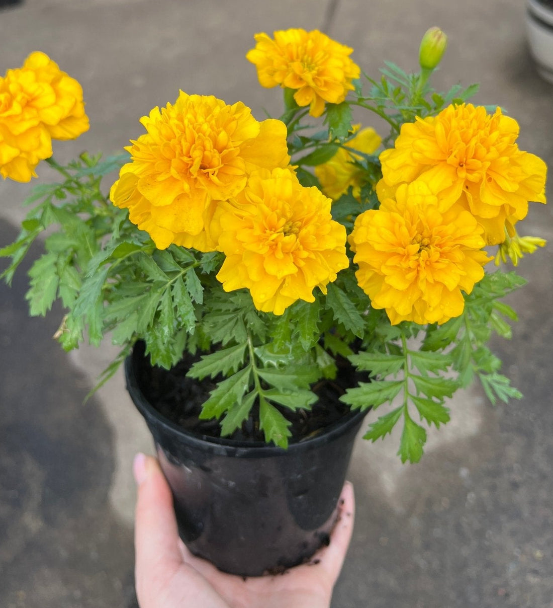 Marigold ‘French Yellow’ - Ladybird Nursery