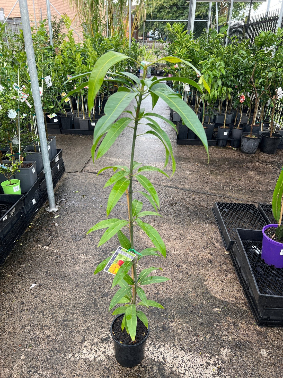 Mango ‘Kensington Pride’ / ‘Bowen’ - Ladybird Nursery