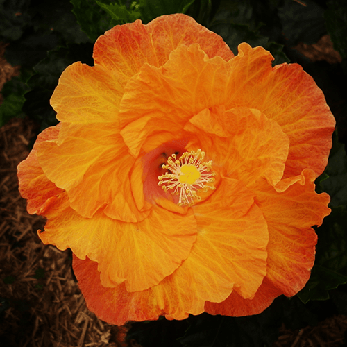Hibiscus Fantasy Sunset Ruffle (Hibiscus rosa - sinensis) - Ladybird Nursery