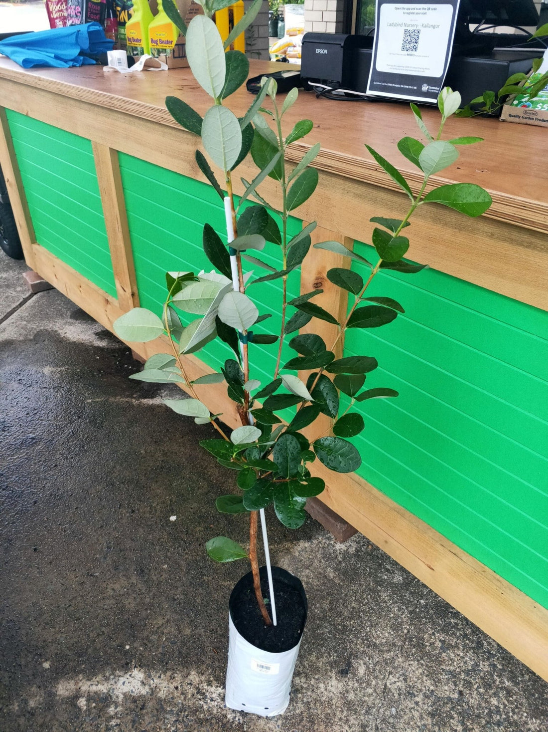 Feijoa 'Nazematze' - Ladybird Nursery