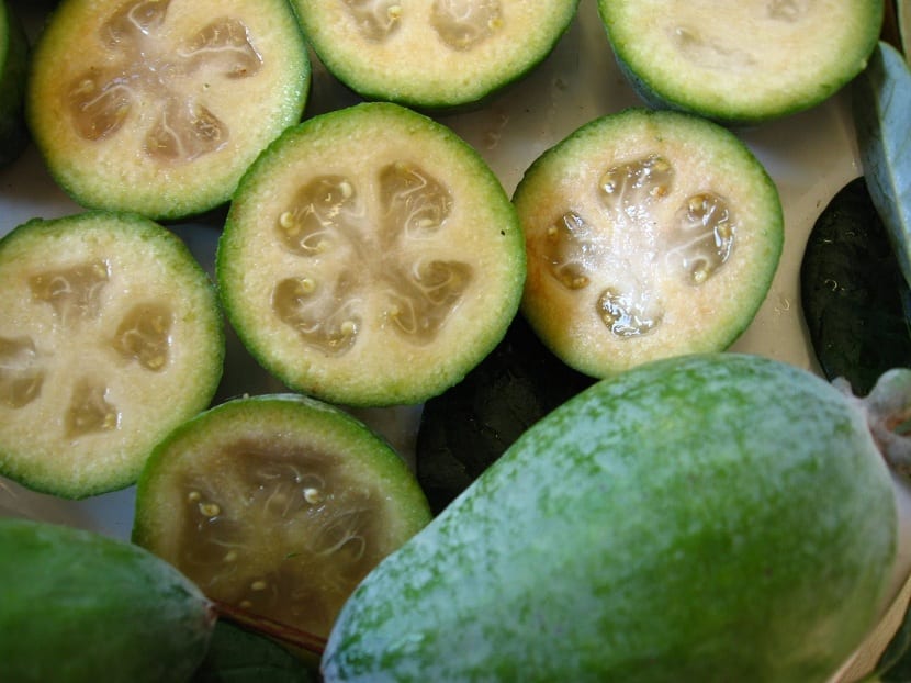 Feijoa 'Nazematze' - Ladybird Nursery