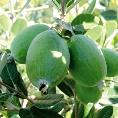 Feijoa 'Duffy' Grafted (PICK UP ONLY) - Ladybird Nursery