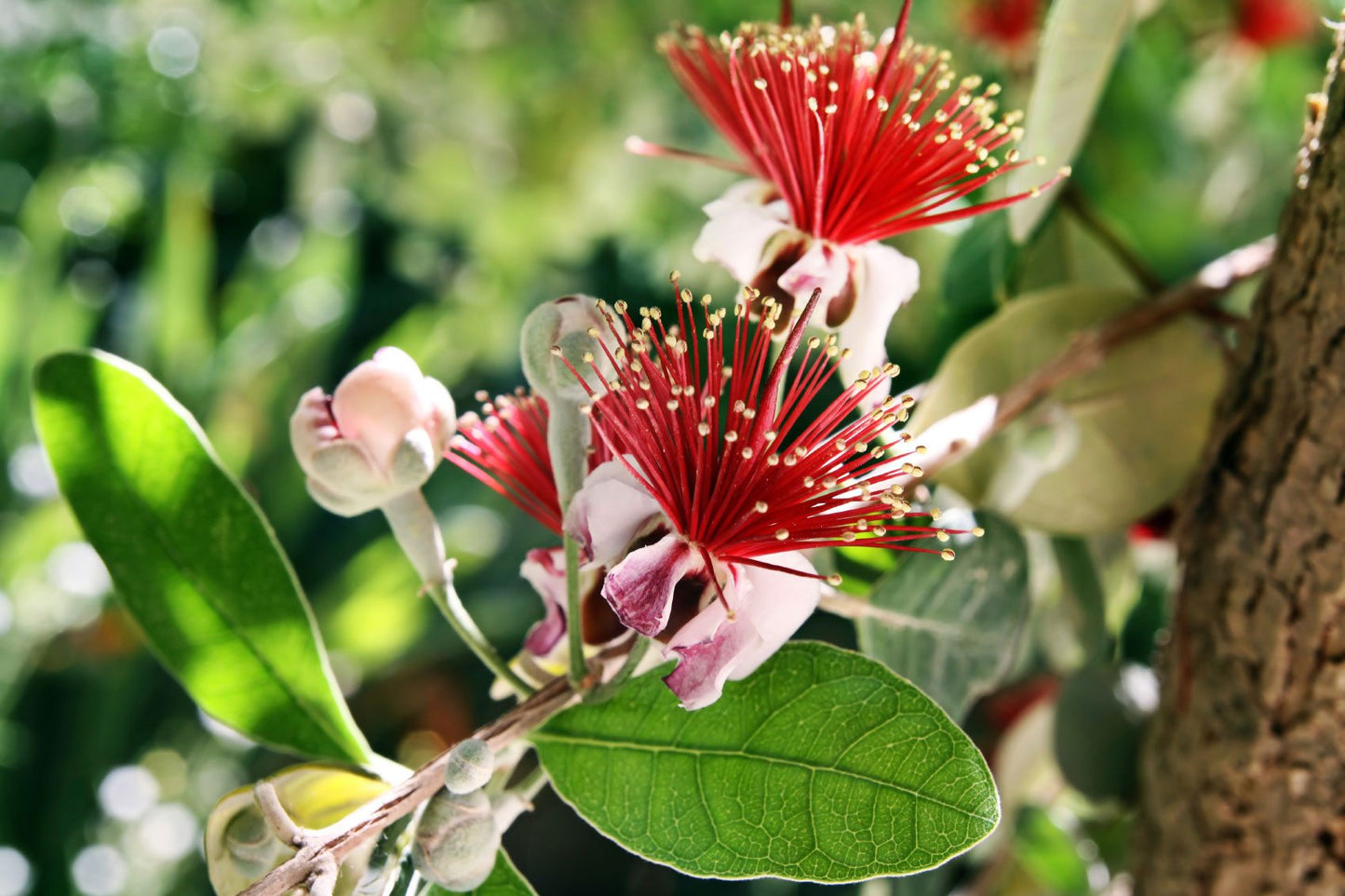 Pineapple Guava (Feijoa sellowiana) - Ladybird Nursery