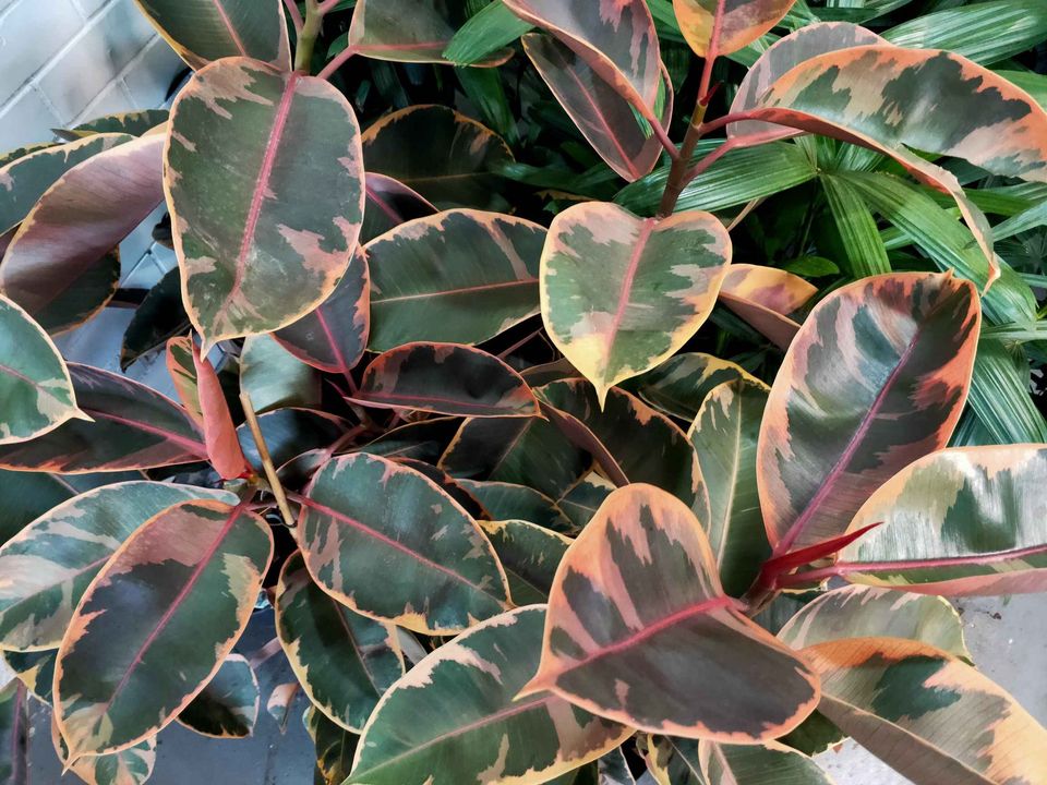 Ficus Rubra