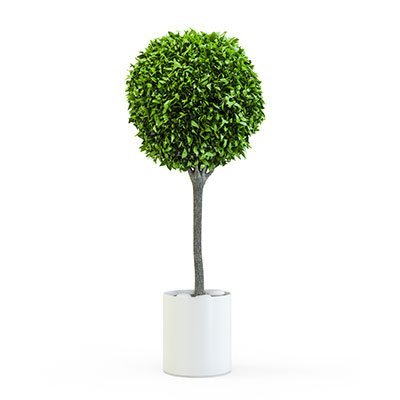 Emerald Standards (Ficus) - Ladybird Nursery