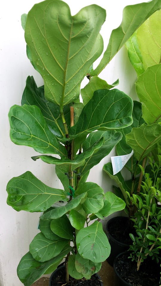 fiddle leaf fig brisbane Fiddle Leaf Fig Plant 200mm Pot – Buy Now! – Ladybird Nursery