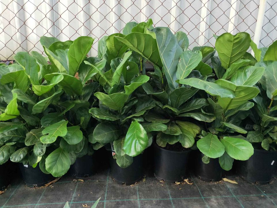 Fiddle Leaf Figs - Ladybird Nursery