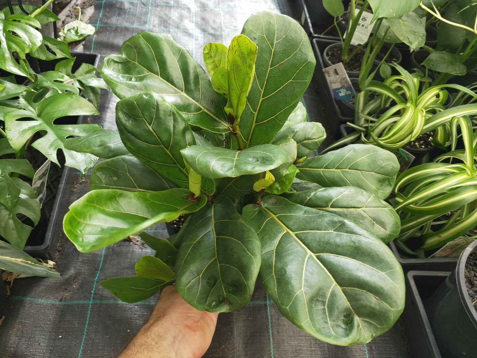 Fiddle Leaf Figs - Ladybird Nursery