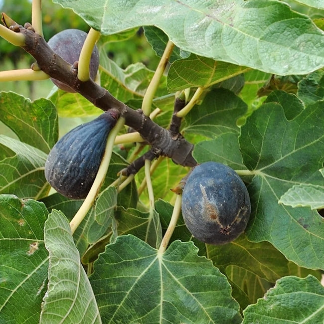 Fig Bourjassotte Noire