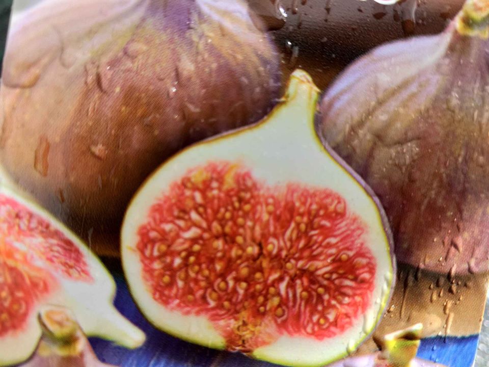 Fig 'Brown Turkey' - Ladybird Nursery