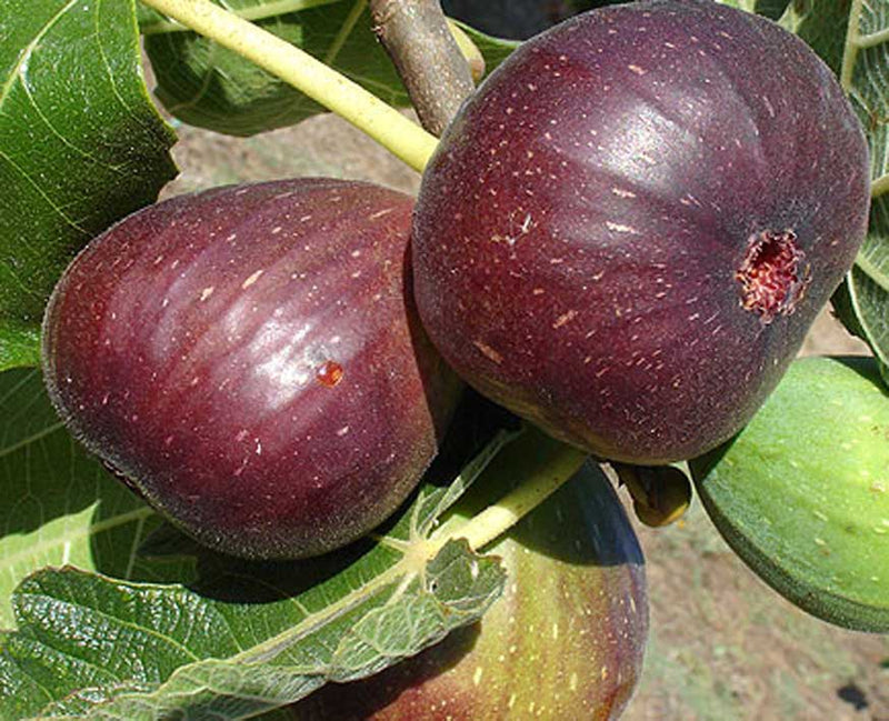 Black Genoa Fig