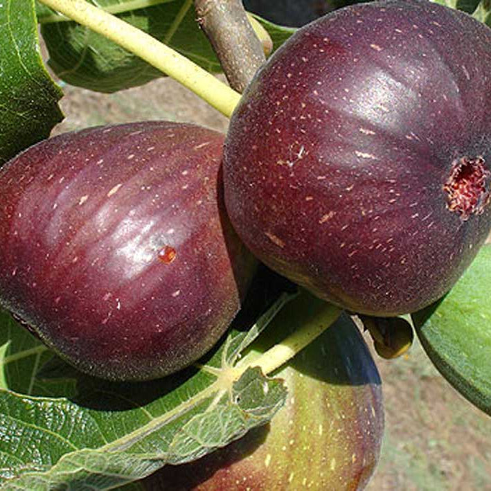 Black Genoa Fig - Medium - Ladybird Nursery