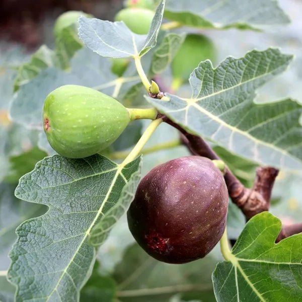Fig ‘Figalicious’ (Ficus carica) - Ladybird Nursery