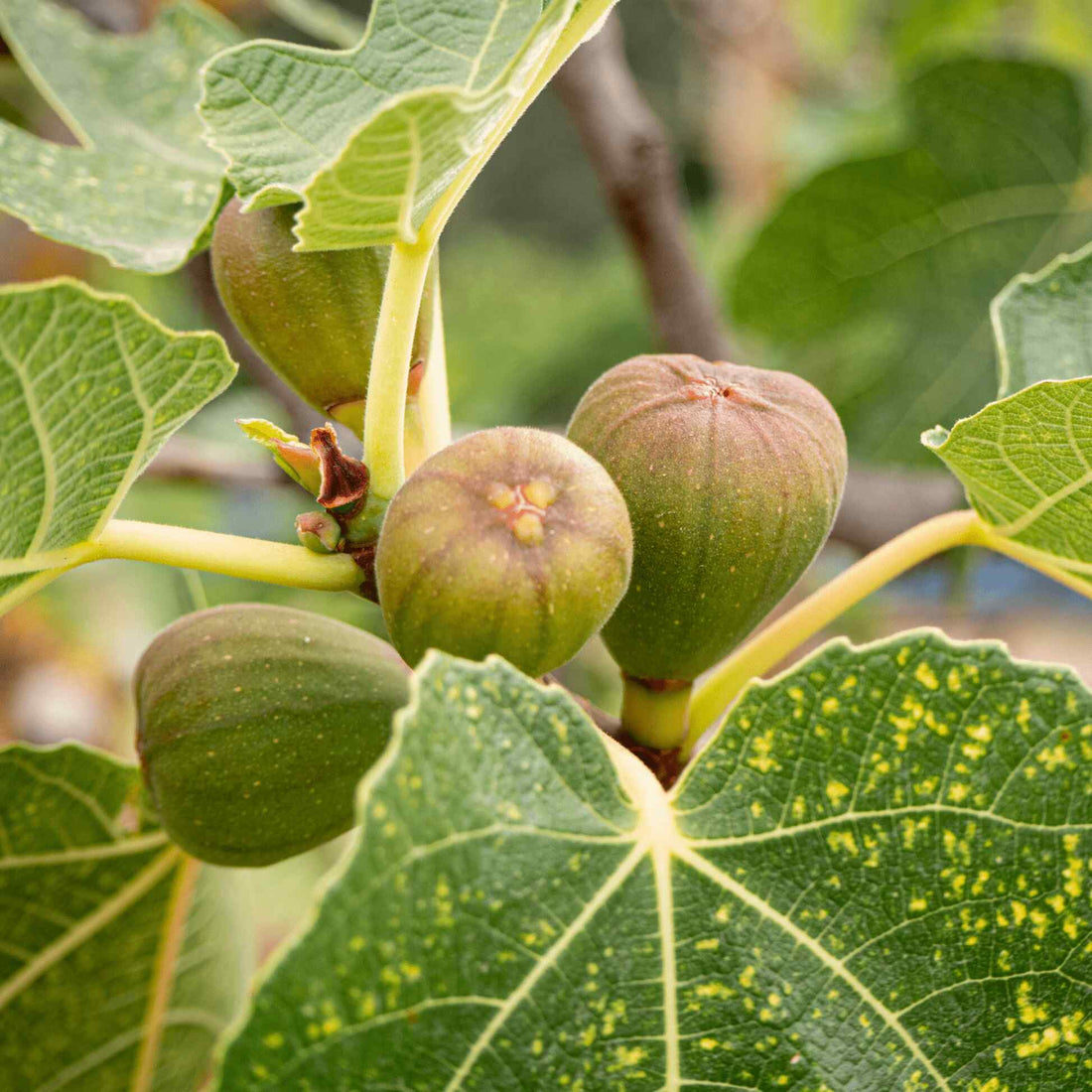 Fig 'Brown Turkey' - Ladybird Nursery
