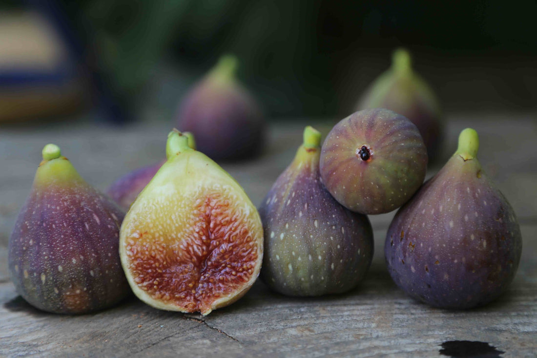 Fig 'French Paillard' - Ladybird Nursery