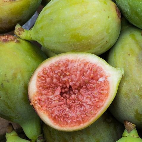 Fig 'White Genoa' - Large - Ladybird Nursery