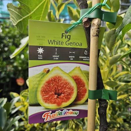 Fig 'White Genoa' - Large - Ladybird Nursery
