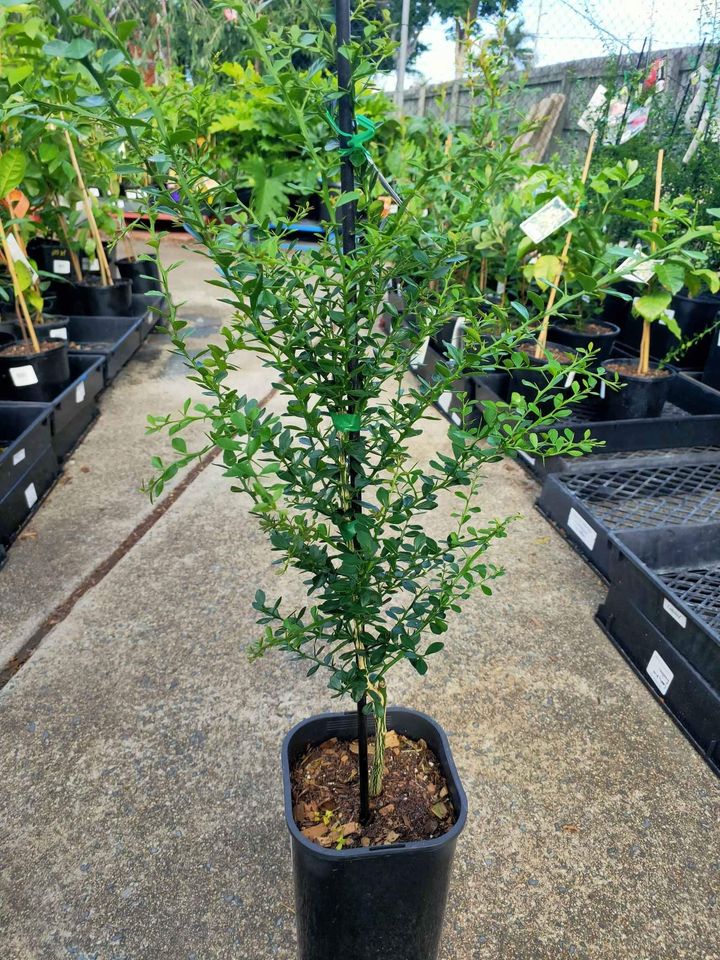 Dwarf Classic Pink Finger Lime Grafted Tree (QLD Only) - Ladybird Nursery