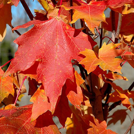 Sugar Maple (Acer saccharum) - Ladybird Nursery