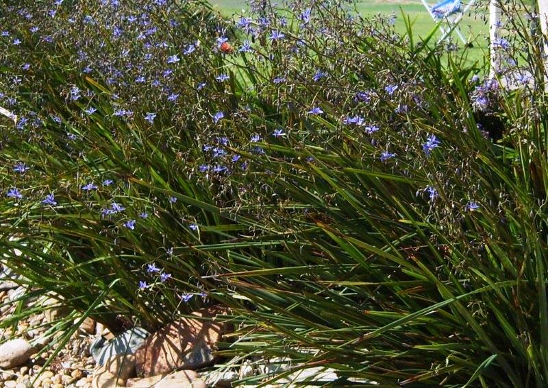Flax Lily Revelation® (Dianella revoluta hybrid) - Ladybird Nursery