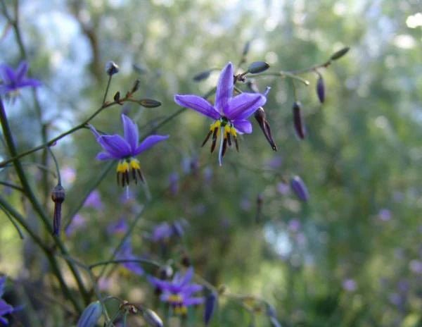 Flax Lily Revelation® (Dianella revoluta hybrid) - Ladybird Nursery