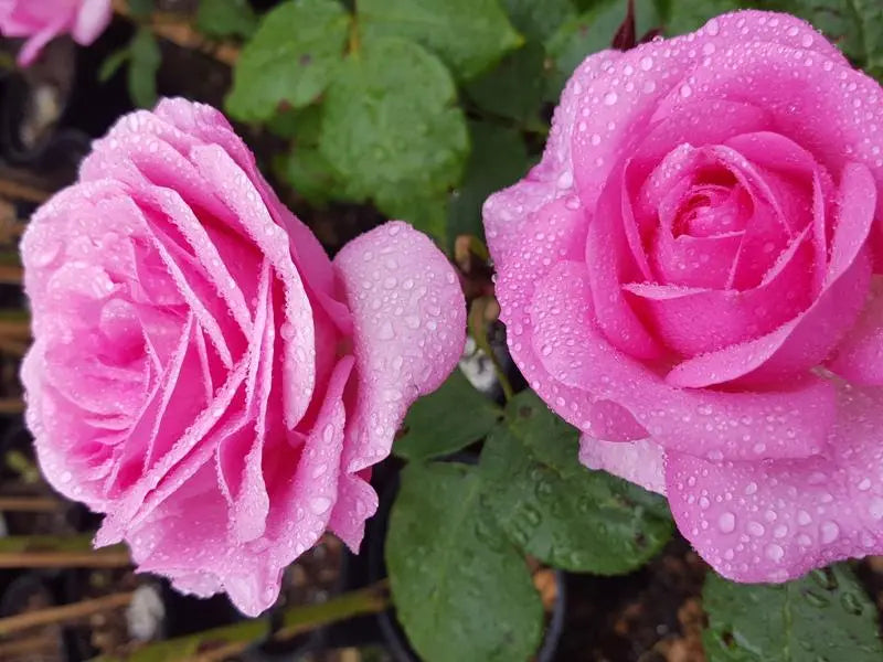 Rose 'My Hero' - Large