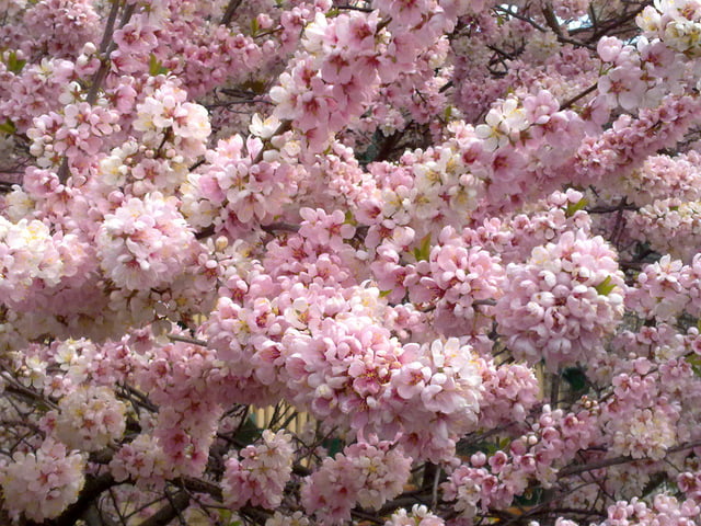 Flowering Plum 'Elvins' (Prunus)