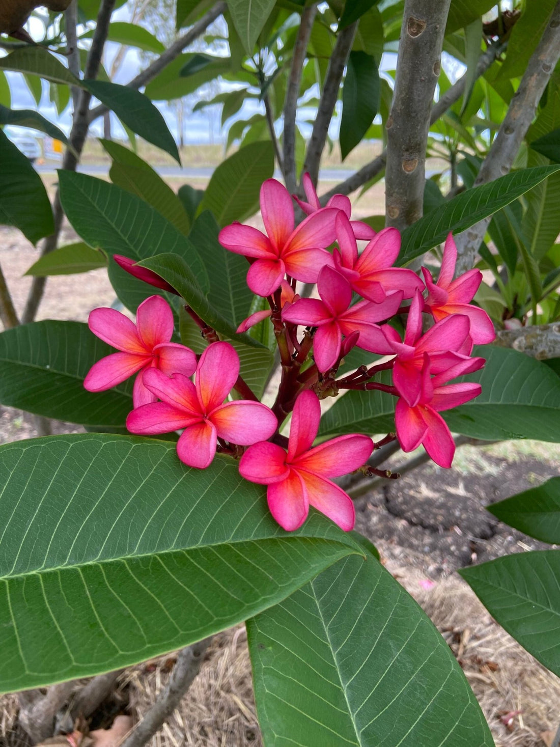 Frangipani Hot Pink 'Cerise' - Large - Ladybird Nursery