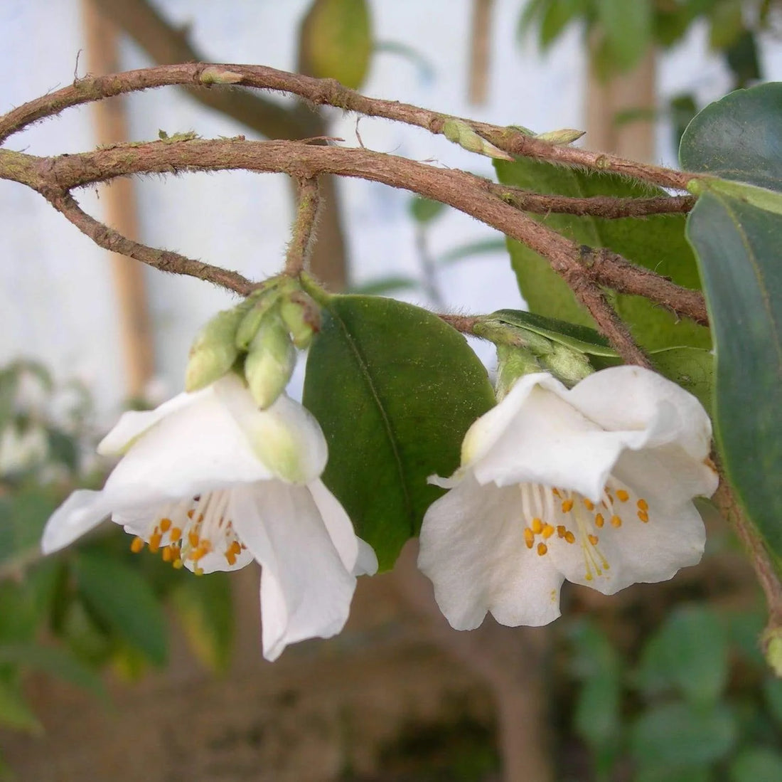 Camellia (Camellia fraterna) - Ladybird Nursery