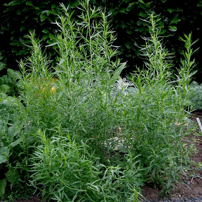 French Tarragon