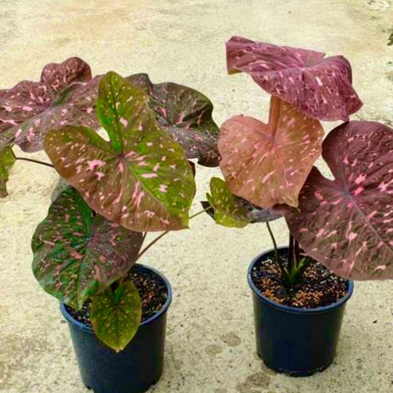 Caladium Raspberry Ripple (Caladium) - Ladybird Nursery