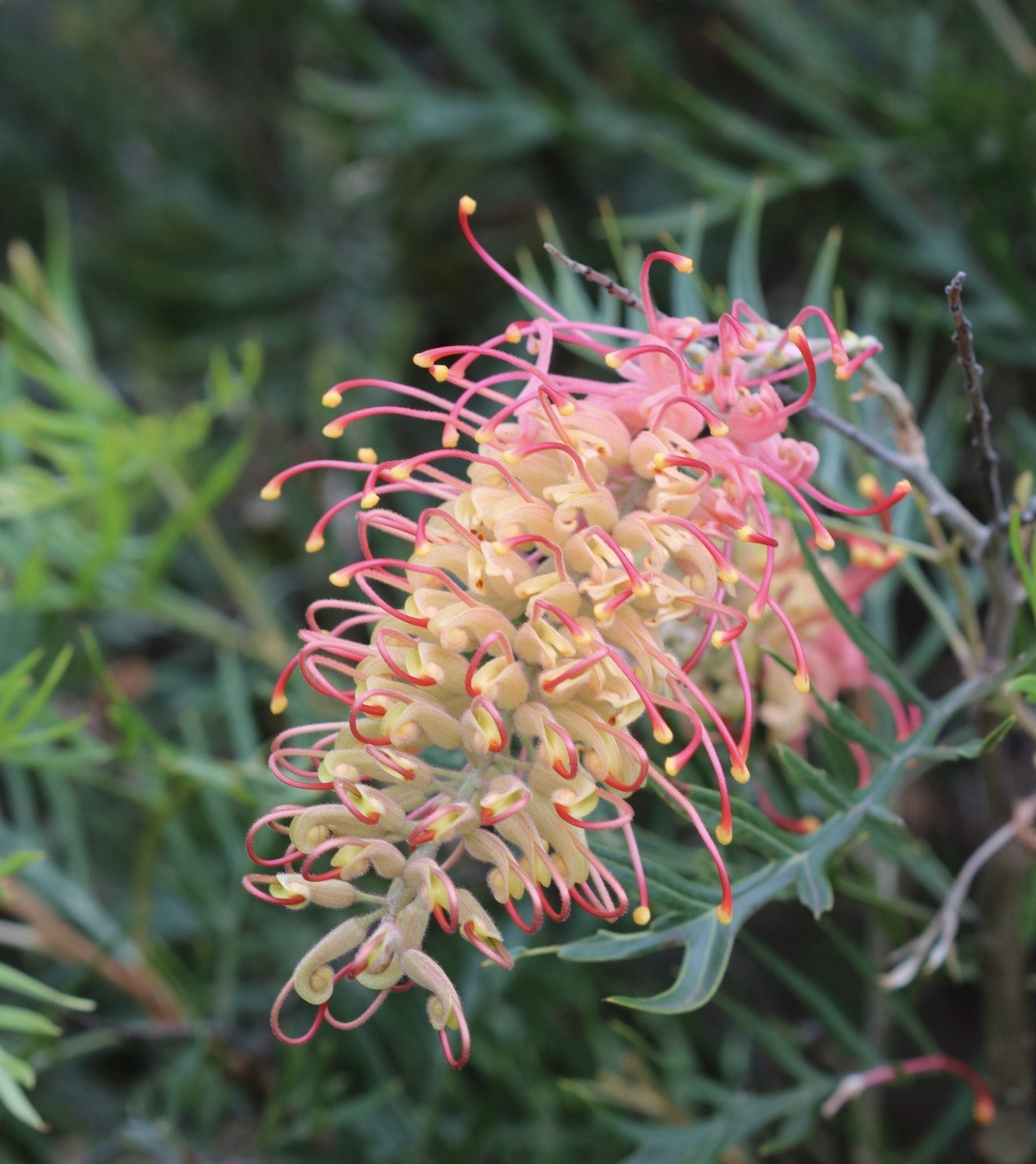 Grevillea Coconut Ice - Ladybird Nursery