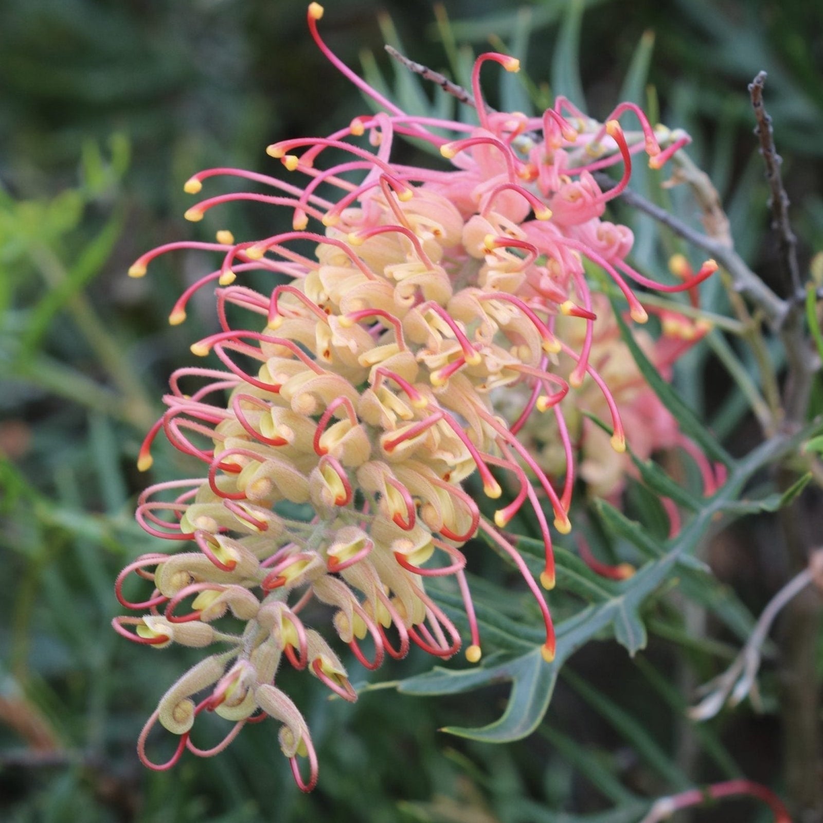 Grevillea Coconut Ice - Ladybird Nursery