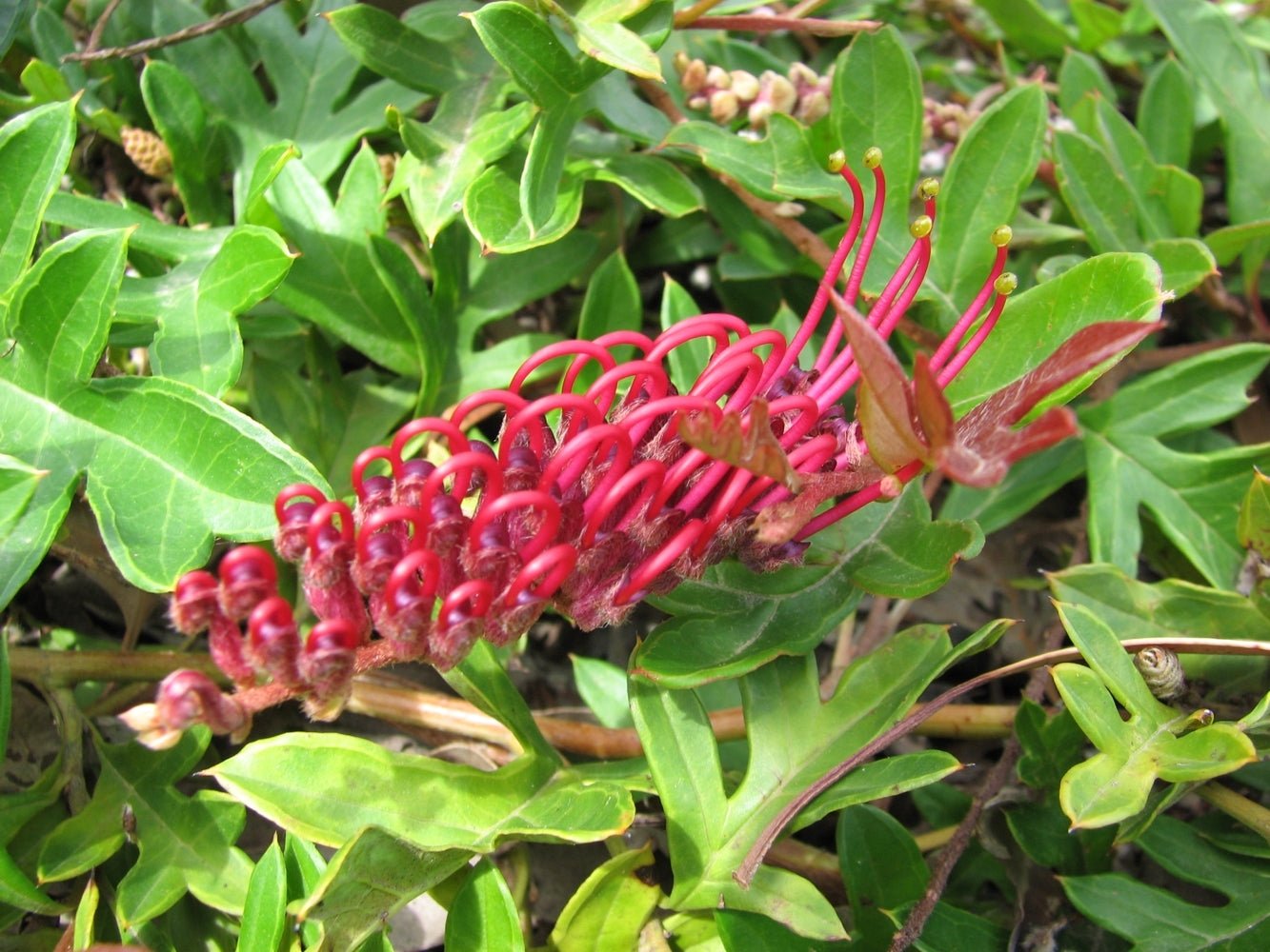 Grevillea GaudiChaudi Standard - Ladybird Nursery