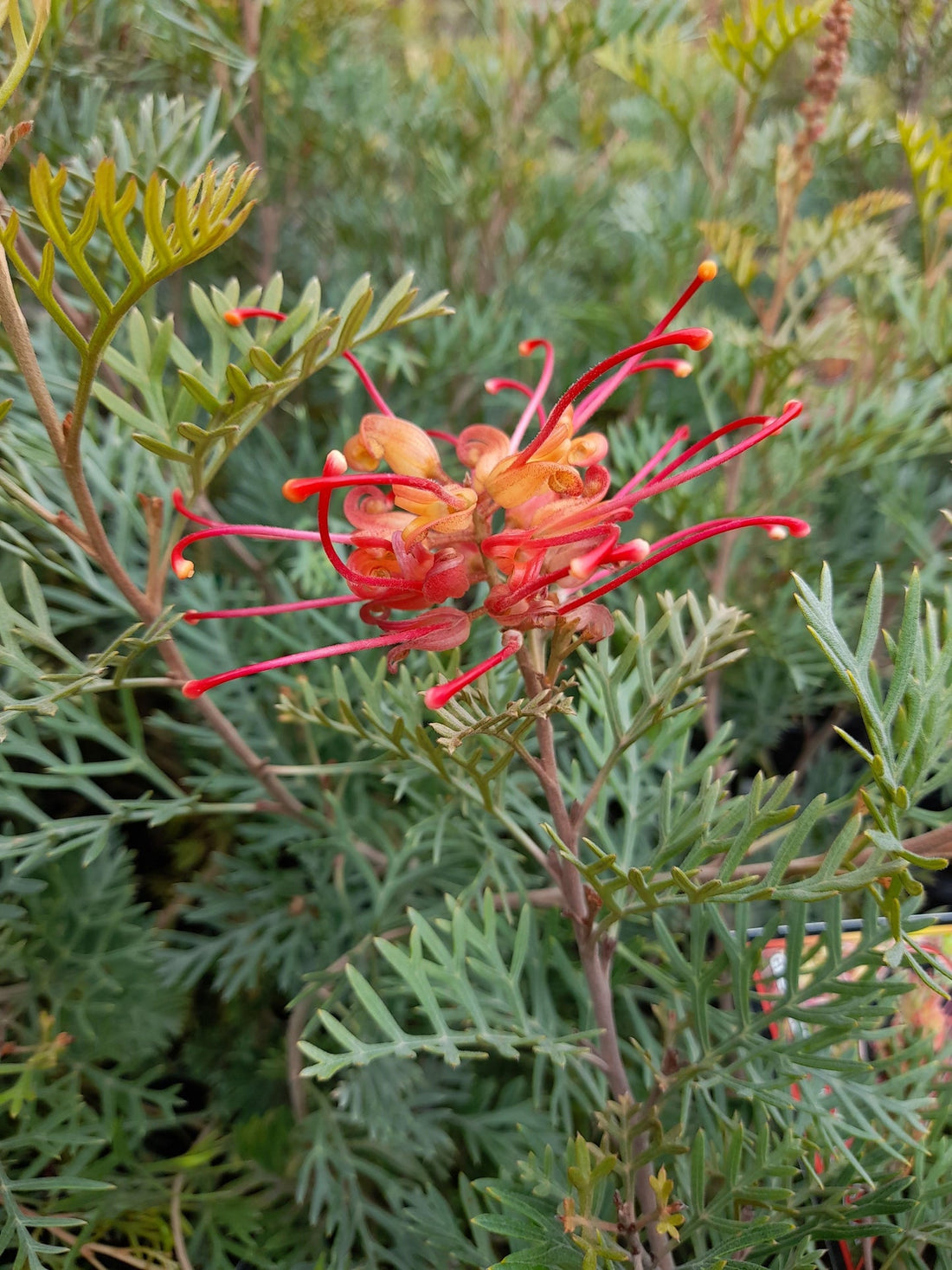 Grevillea Soopa Doopa - Ladybird Nursery