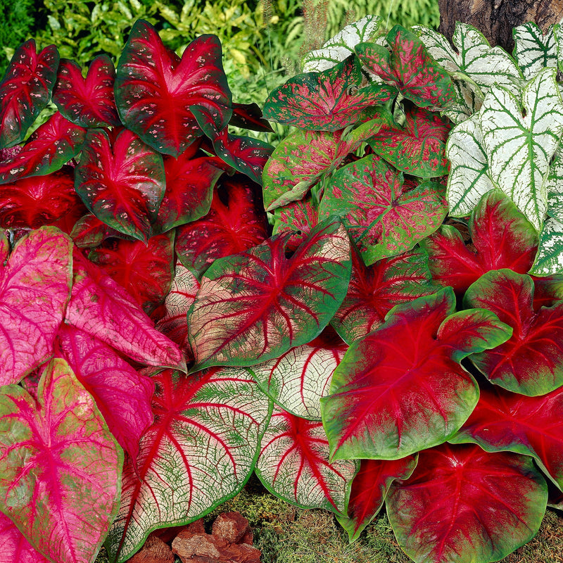 Caladium Assorted (Caladium spp.)