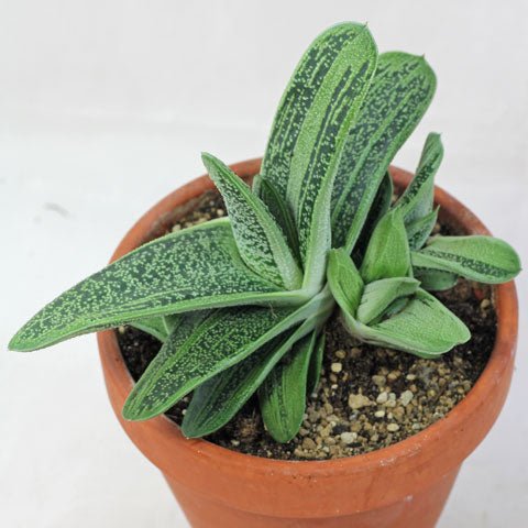 Haworthia Warty (Haworthia little) - Ladybird Nursery