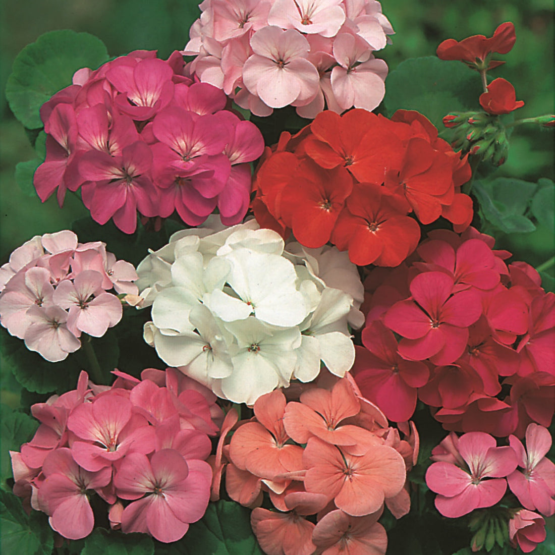 Geranium Bush Red, White & Pink – 4 Cell Pack (PICK UP ONLY)