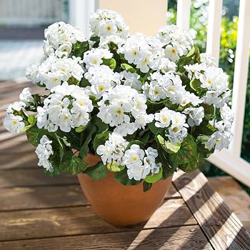 Geranium White