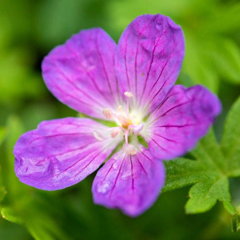 Geranium 'Party Lights Purple'