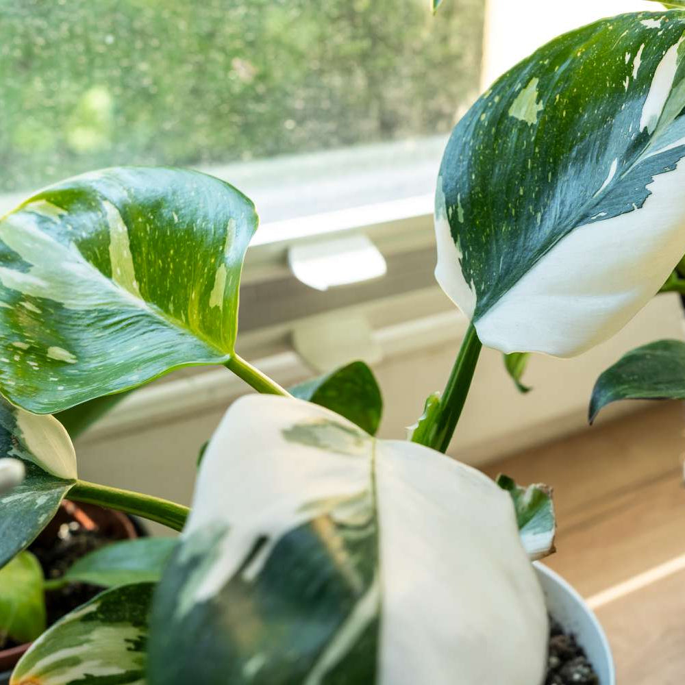 Philodendron 'White Princess' - Ladybird Nursery