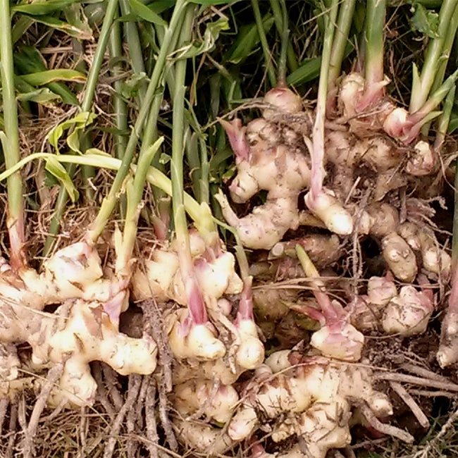 Ginger Canton - Ladybird Nursery