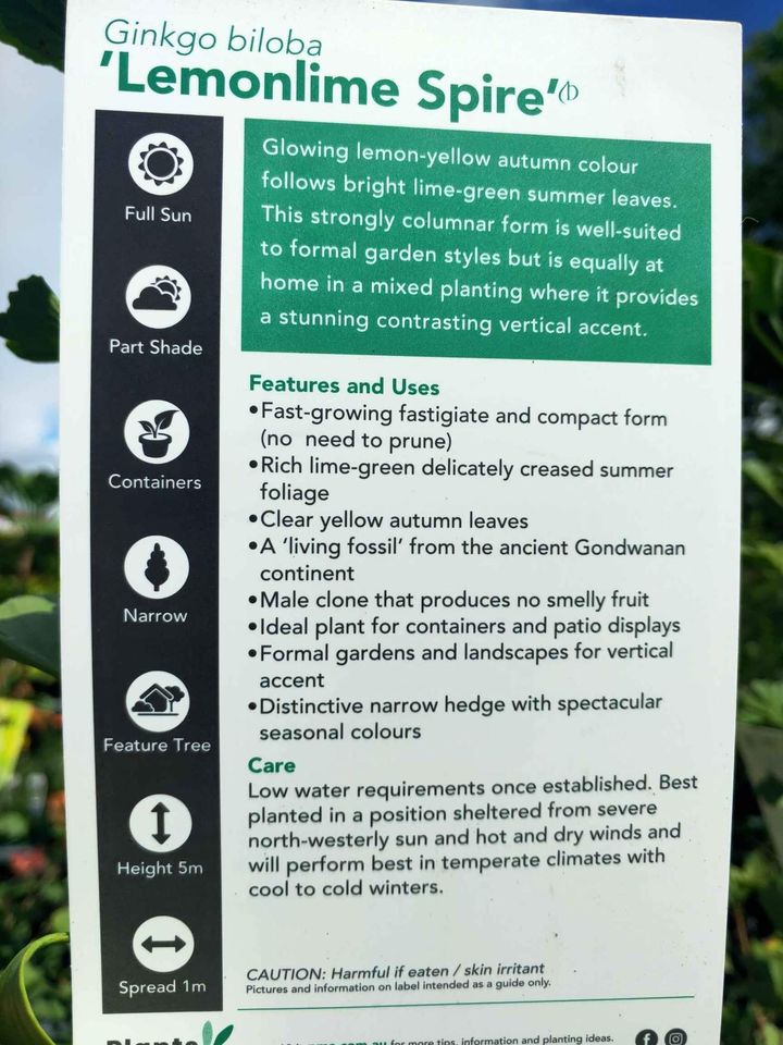 Ginkgo Biloba Lemon Lime Spire Tree - Ladybird Nursery