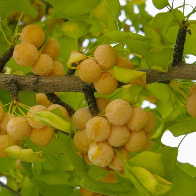 Ginkgo Grafted Male