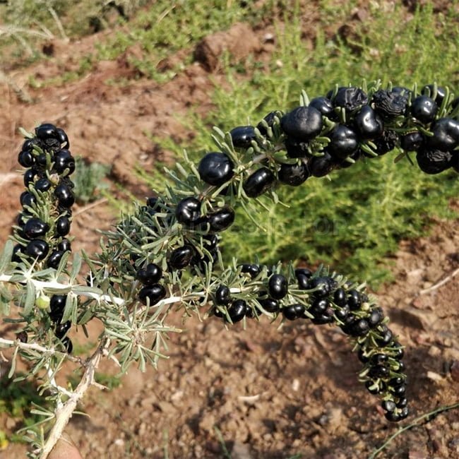 Goji Berry Black - Ladybird Nursery