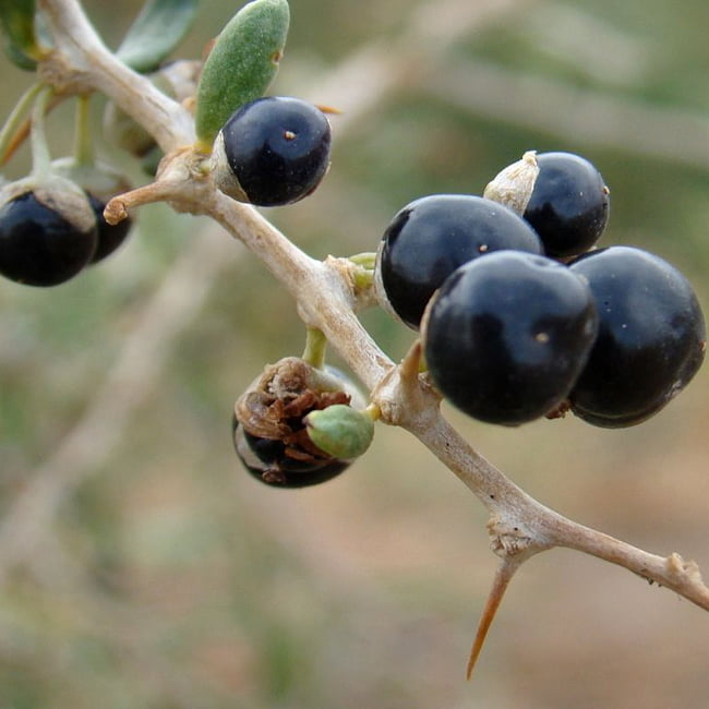 Goji Berry Black