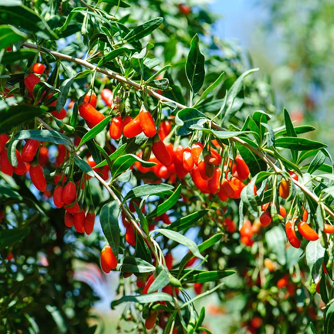 Goji Berry Vine