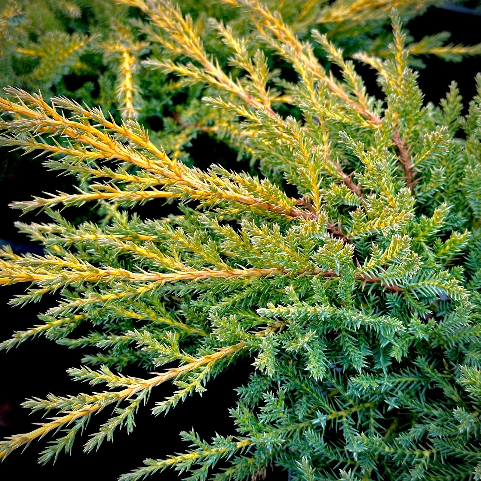 Chinese Juniper Gold Star (Juniperus chinensis) - Ladybird Nursery