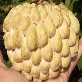 Golden Emperor Dwarf Custard Apple - Ladybird Nursery
