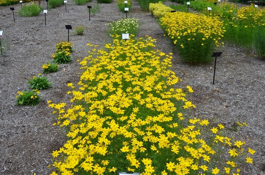 Tickseed Gain (Coreopsis Golden) - Ladybird Nursery
